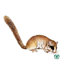 گونه سنجابک درختی Forest Dormouse 